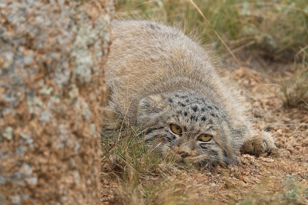 Pallas's Cat