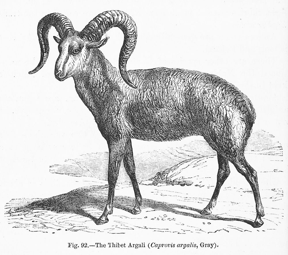 Argali