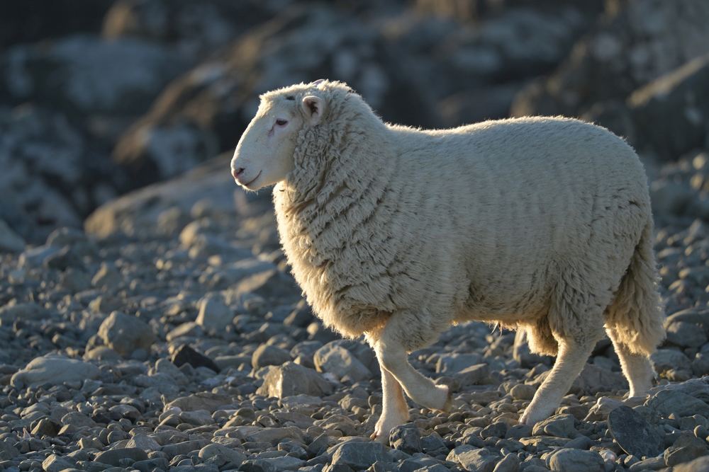 Domestic Sheep