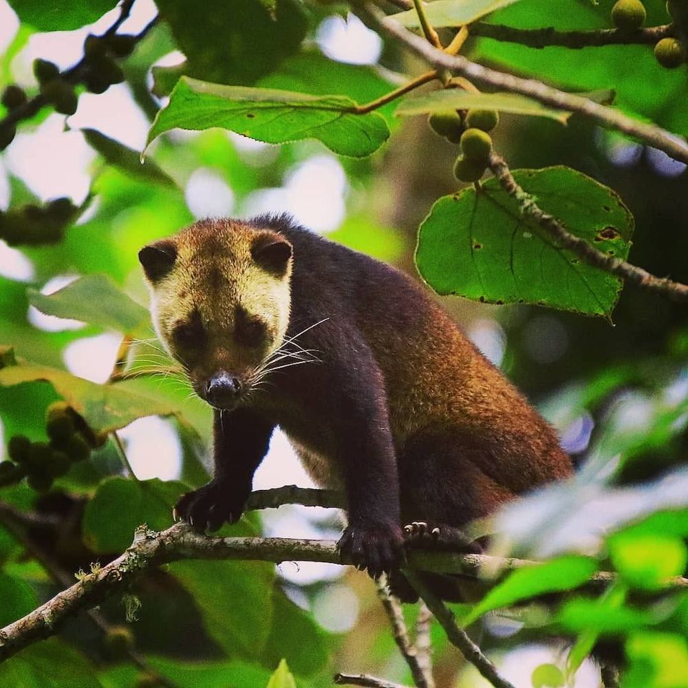 Masked Palm Civet