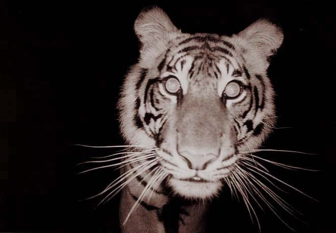 Sumatran Tiger