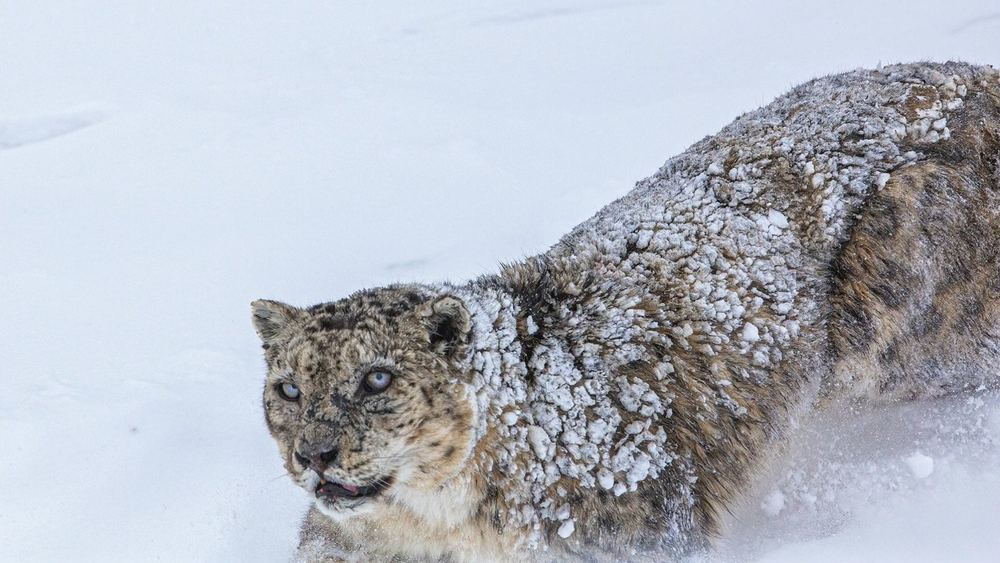 Snow Leopard