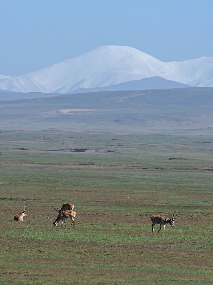 Tibetan Antelope