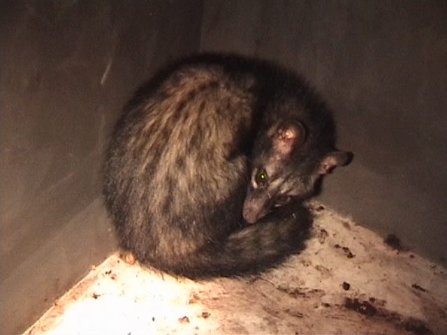 Northern Palm Civet