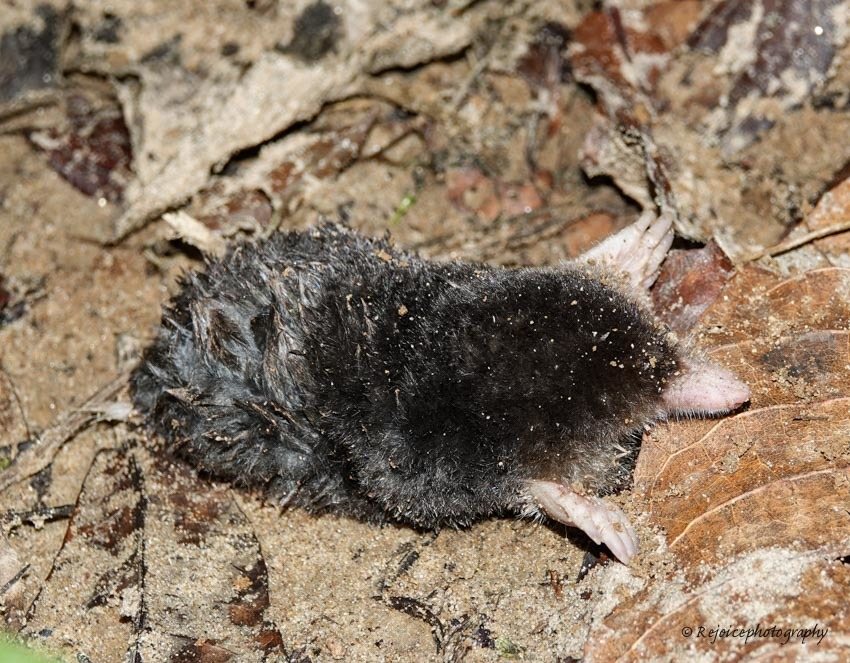 White-tailed Mole