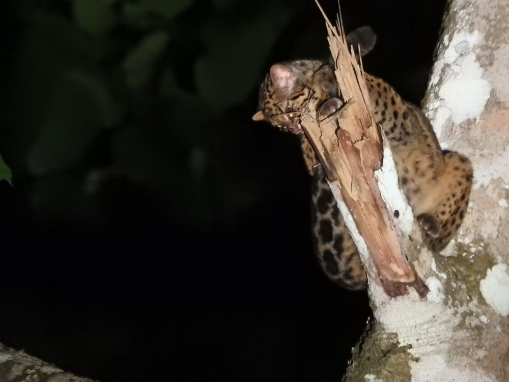 Marbled Cat