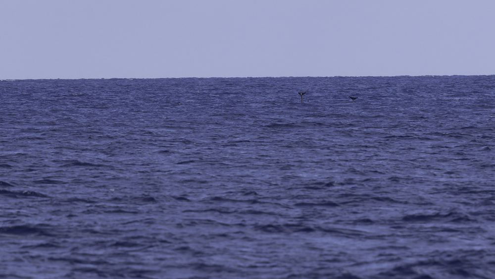 Melon-headed Whale