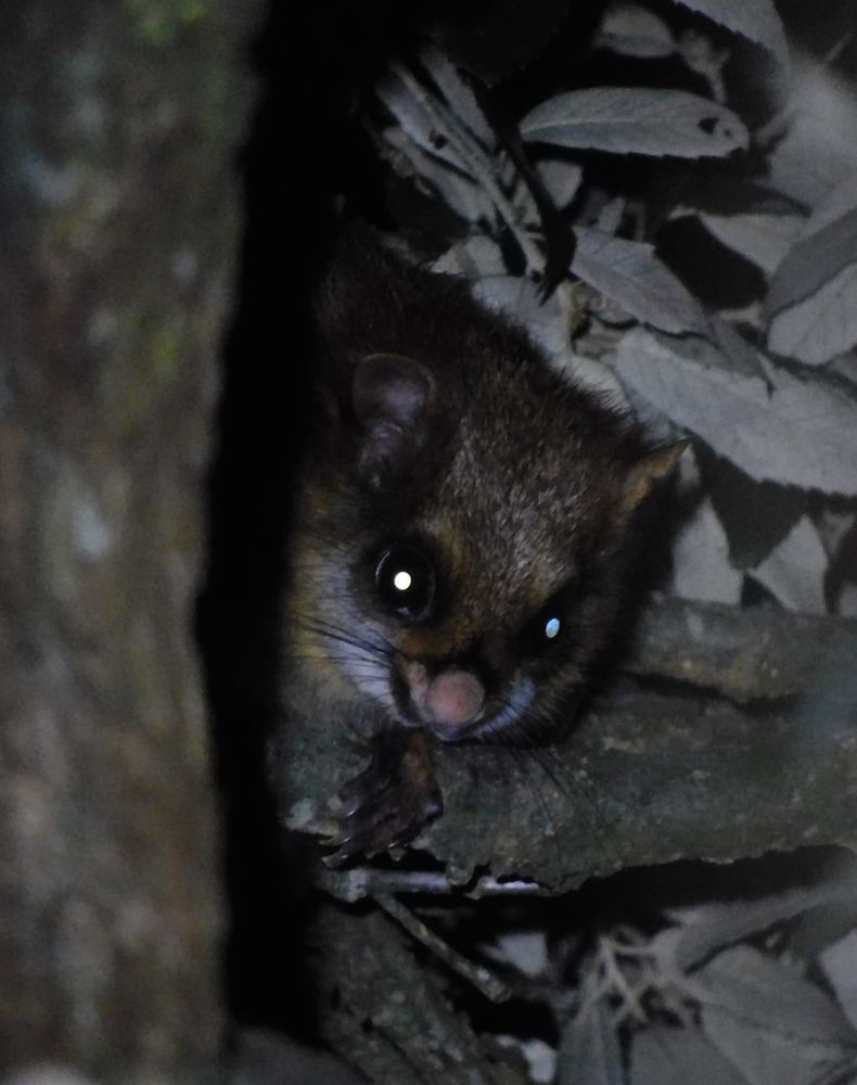 White-bellied Giant Flying Squirrel