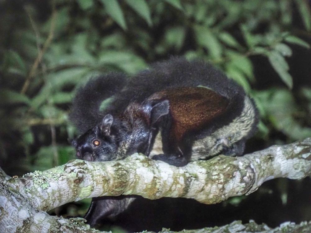 Hainan Giant Flying Squirrel