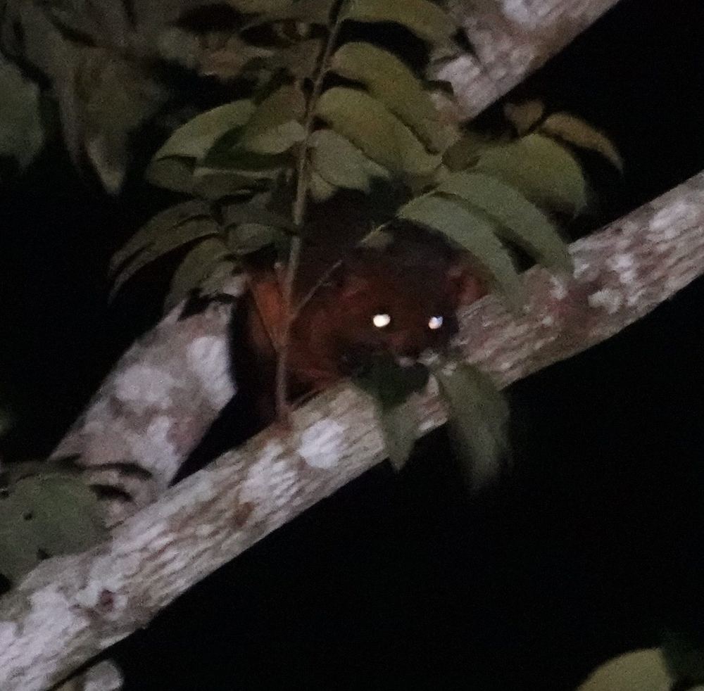 Indochinese Giant Flying Squirrel