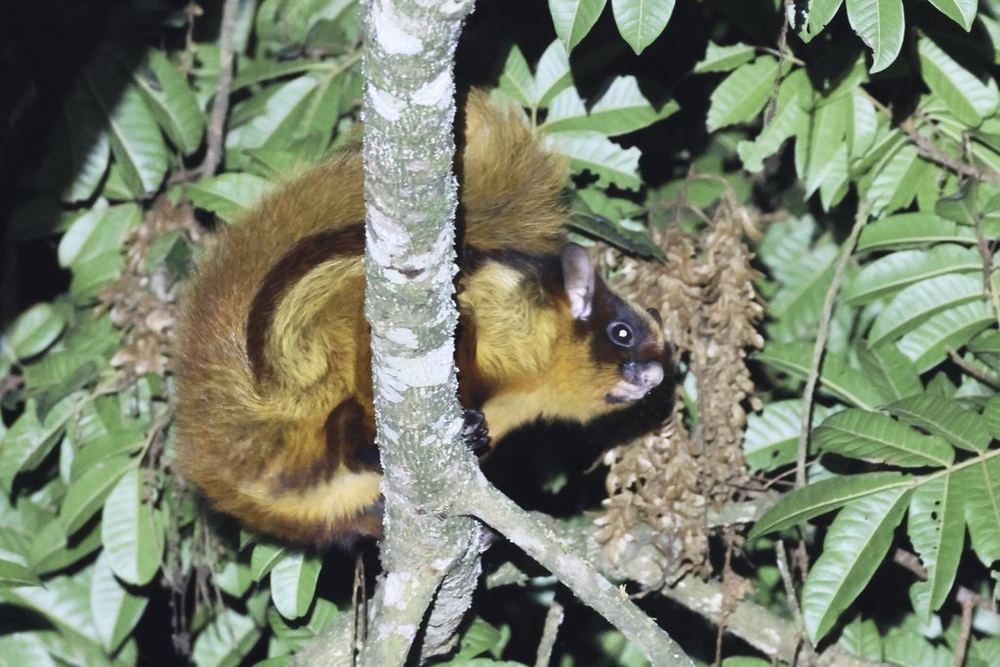 Bhutan Giant Flying Squirrel