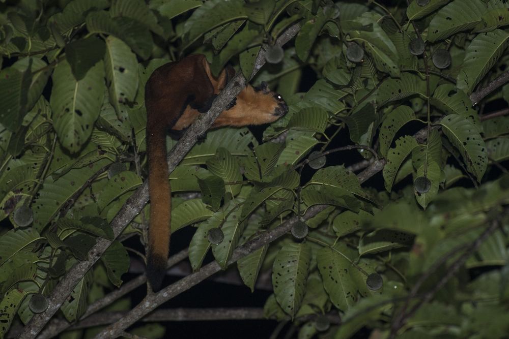 Red Giant Flying Squirrel