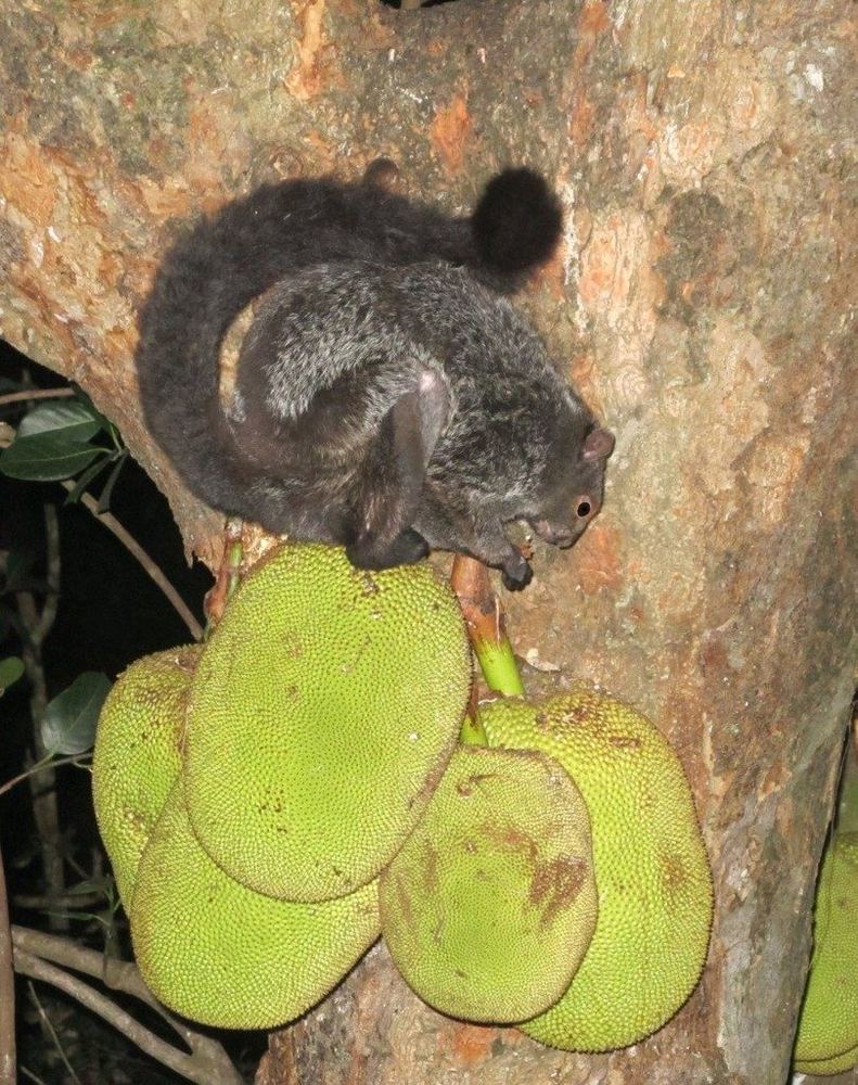 Common Giant Flying Squirrel