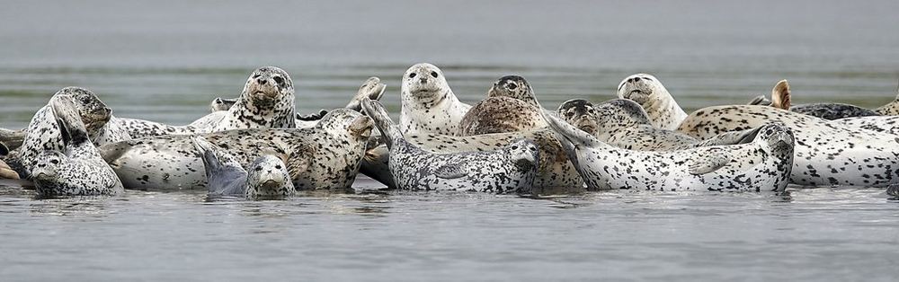 Spotted Seal