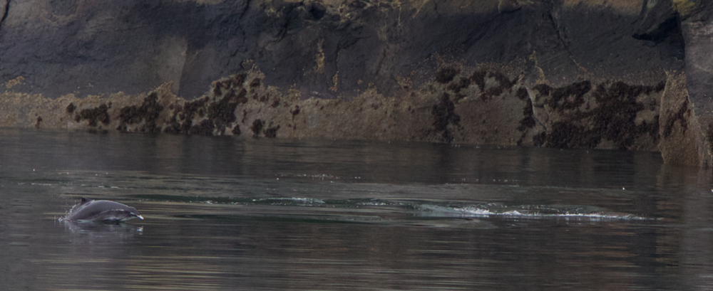 Harbor Porpoise