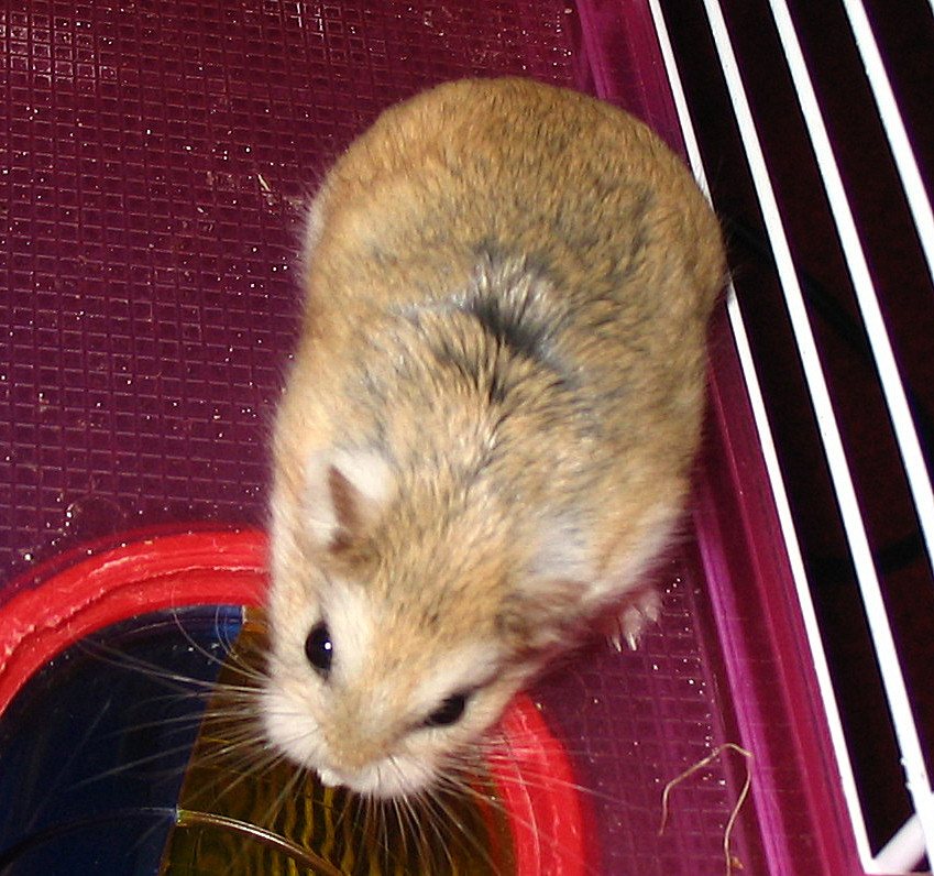 Desert Hamster