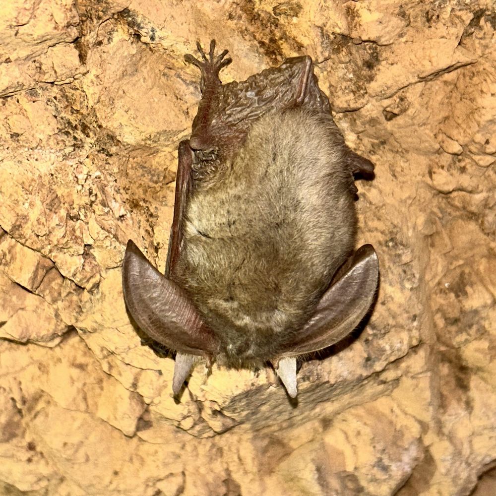 Strelkov's Long-eared Bat