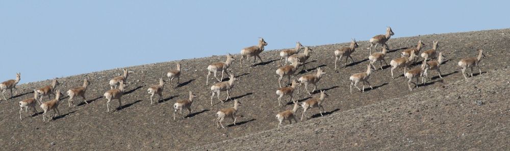 Mongolian Gazelle