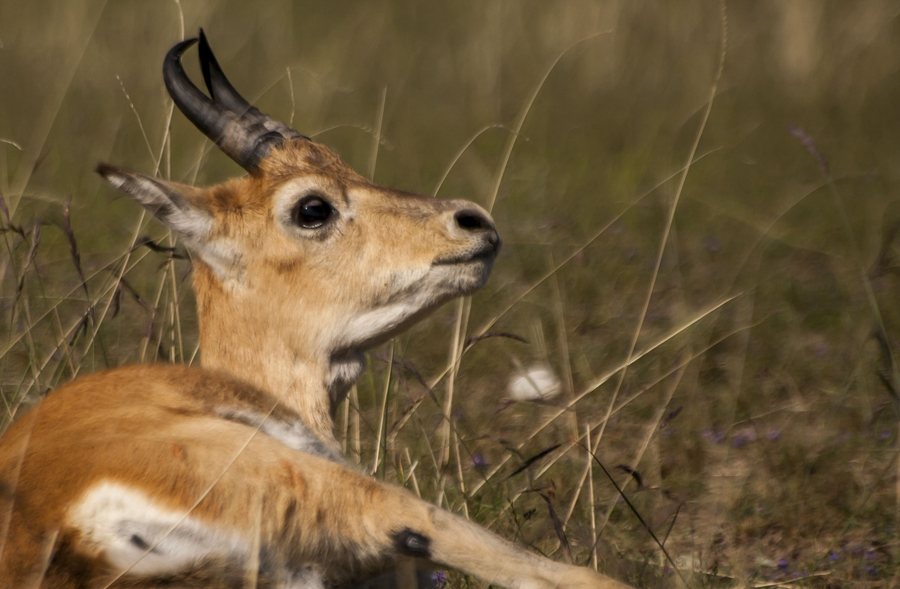 Przewalski's Gazelle