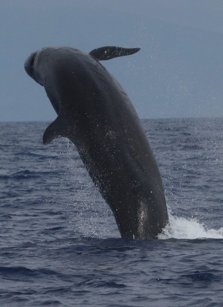 False Killer Whale