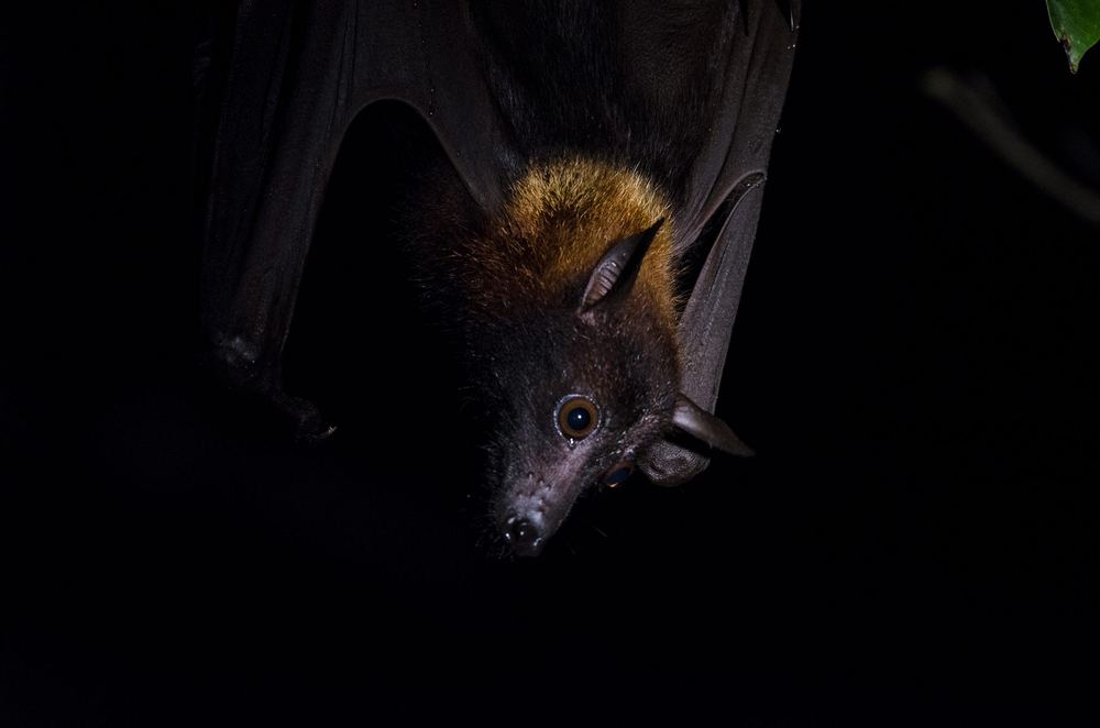 Large Flying Fox