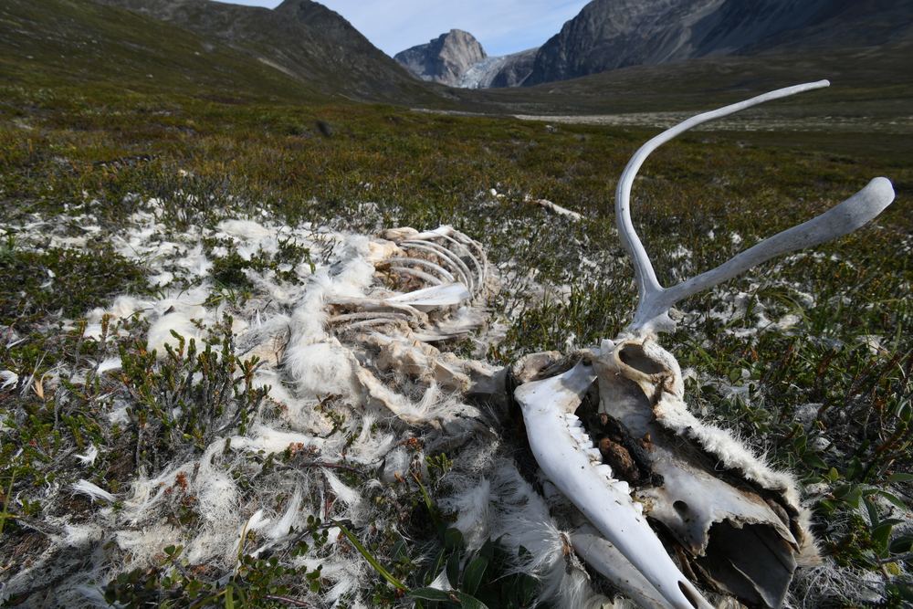 Caribou