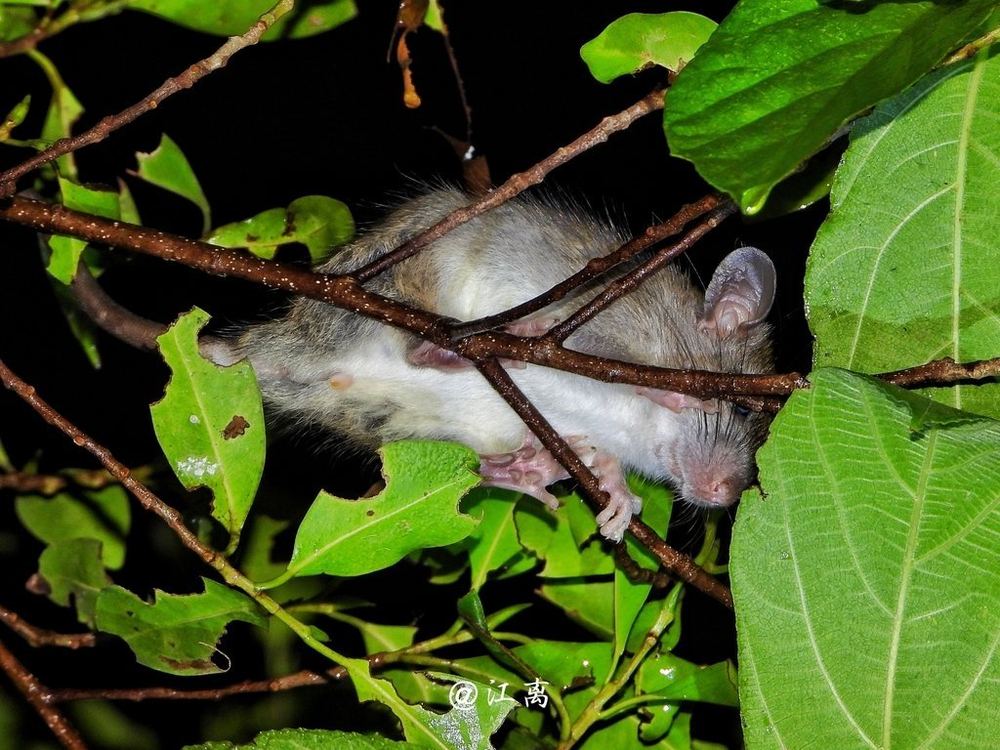 Sikkim Rat