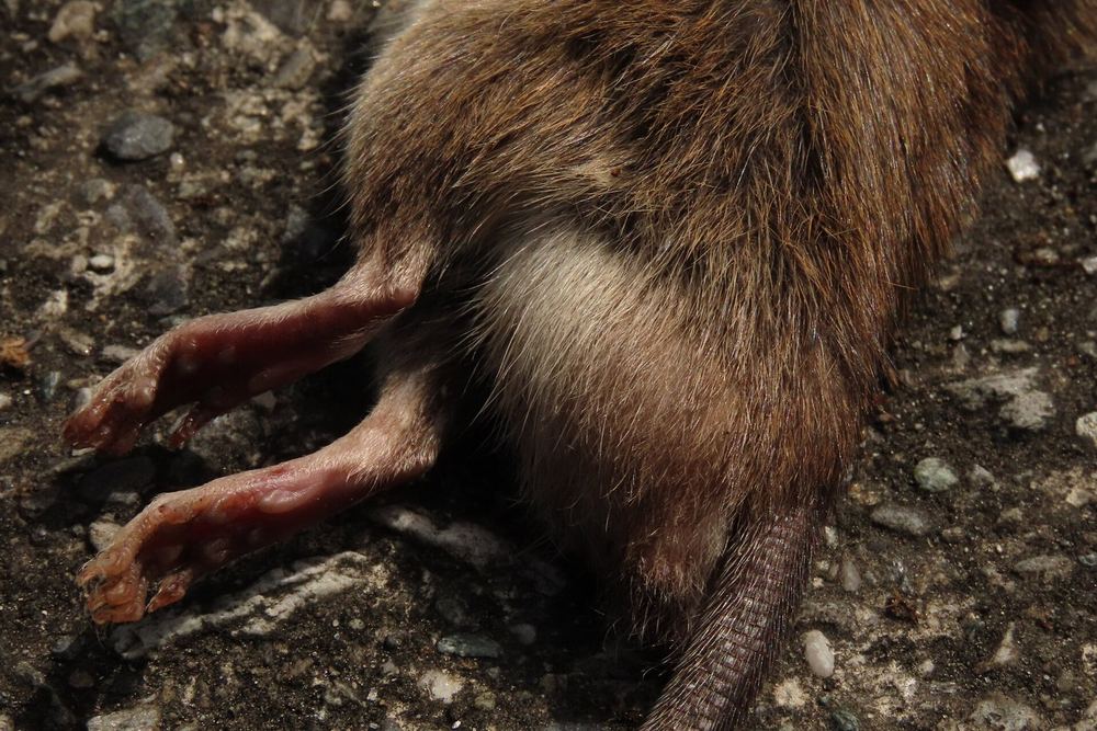 Losea Rat