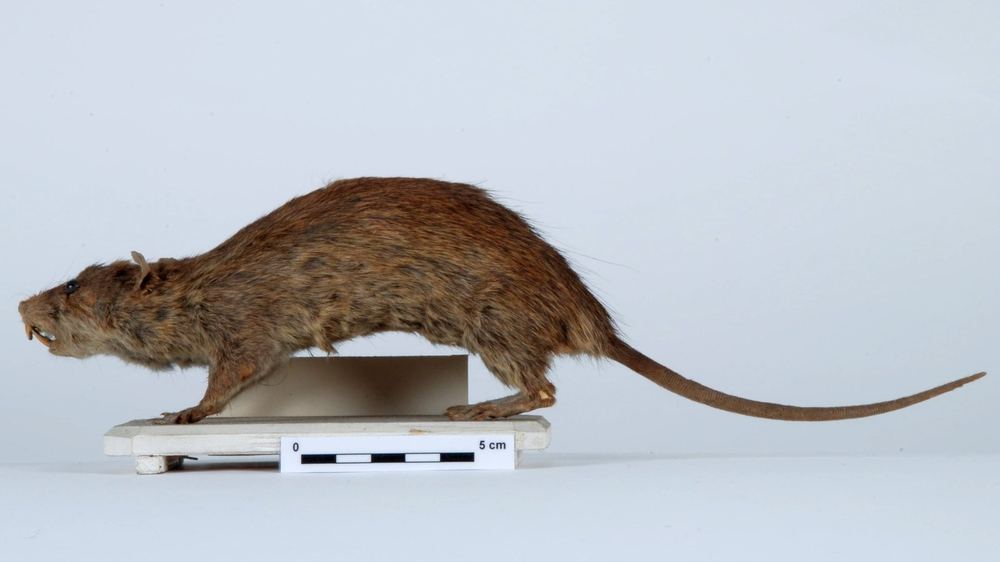 White-footed Indochinese Rat