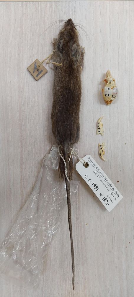 Himalayan Rat