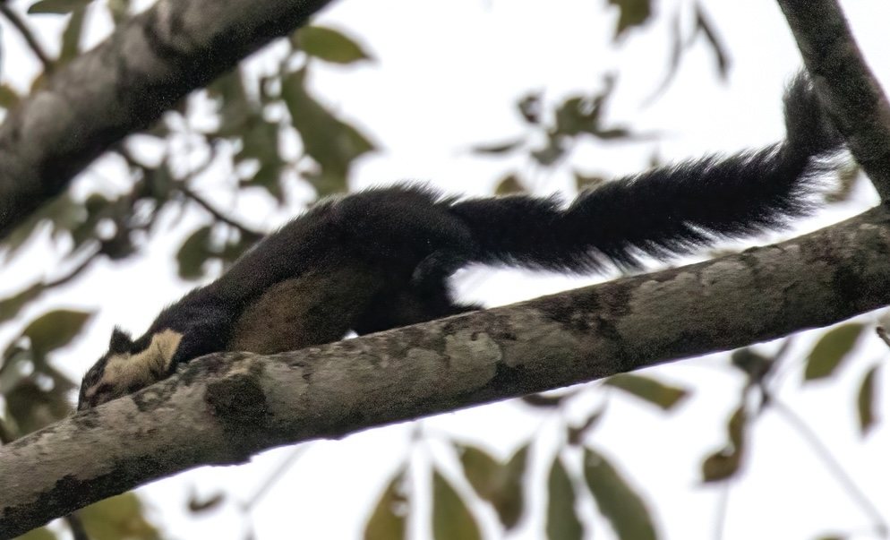 Northern Black Giant Squirrel