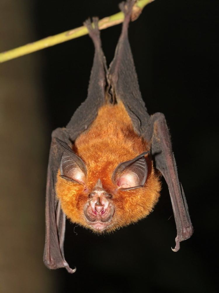 Intermediate Horseshoe Bat