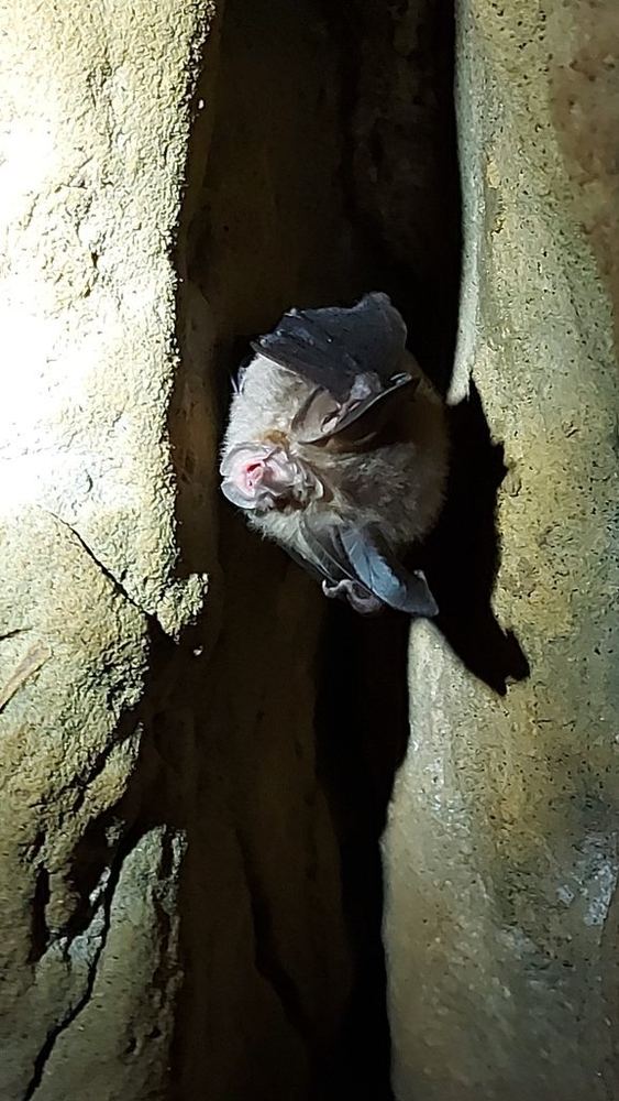 Big-eared Horseshoe Bat