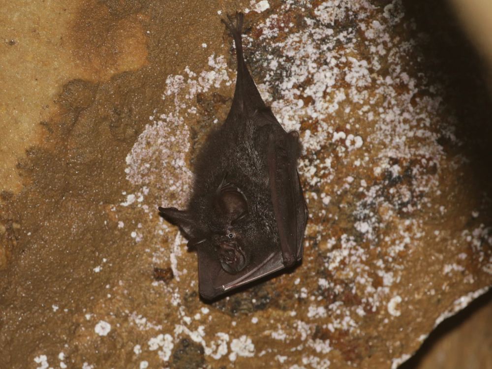 Northern Woolly Horseshoe Bat