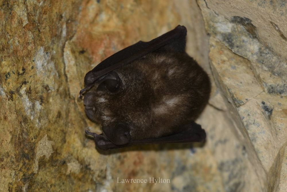 Least Horseshoe Bat
