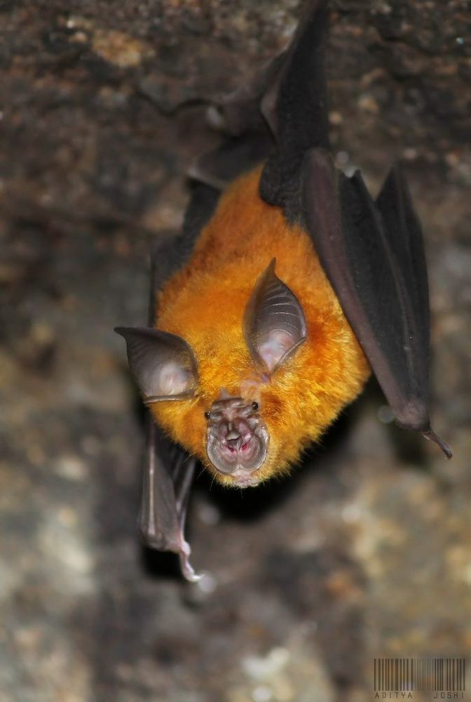 Rufous Horseshoe Bat