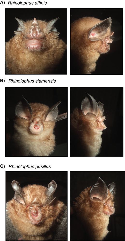 Thai Horseshoe Bat