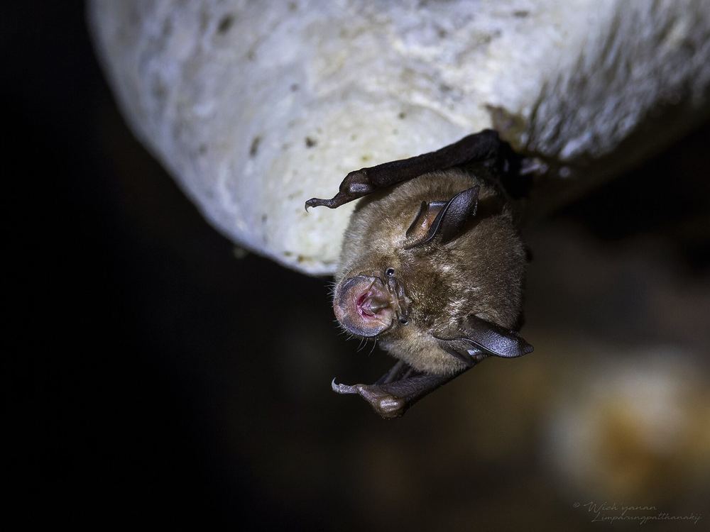 Thomas's Horseshoe Bat
