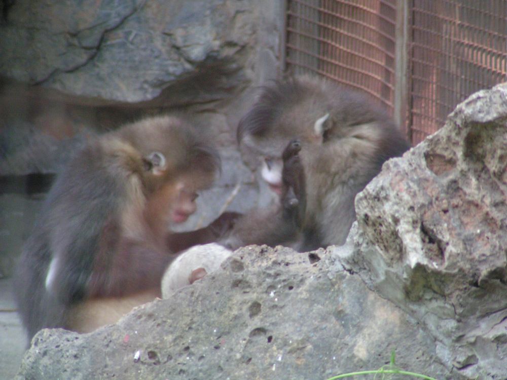 Yunnan Snub-nosed Monkey