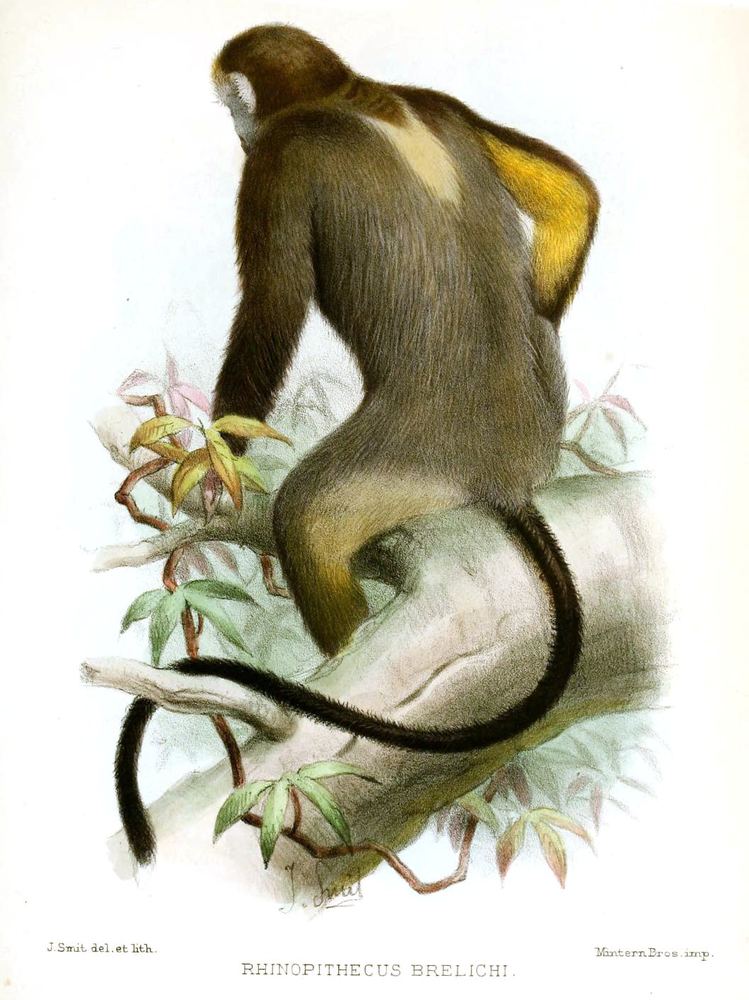 Guizhou Snub-nosed Monkey