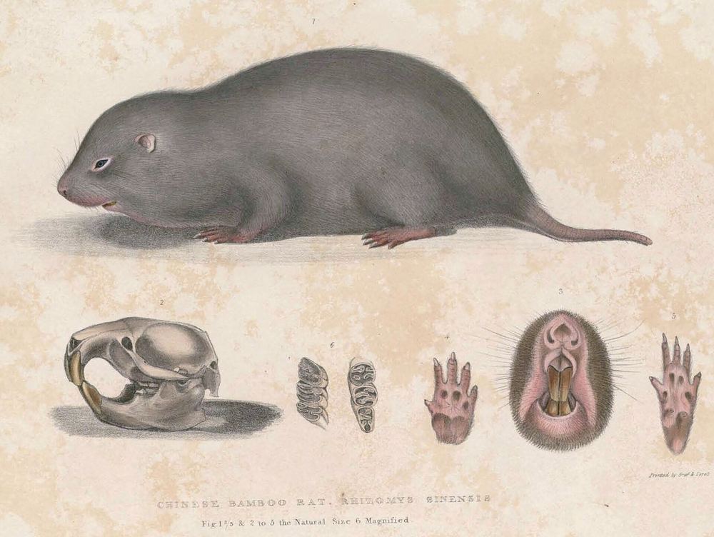 Chinese Bamboo Rat