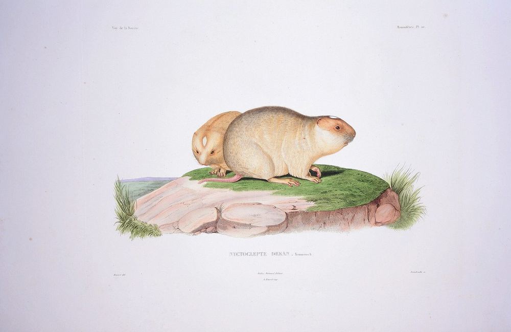 Large Bamboo Rat