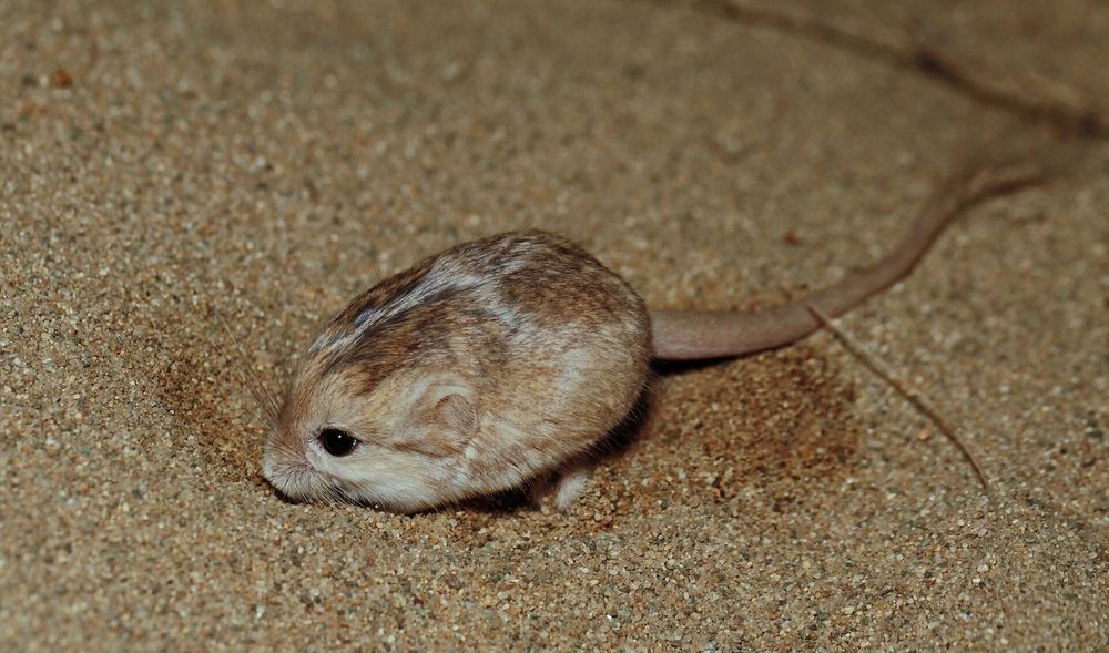Thick-tailed Pygmy Jerboa