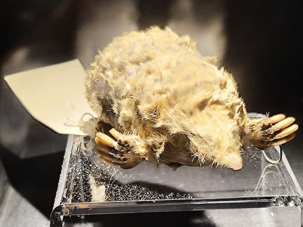 Short-faced Mole