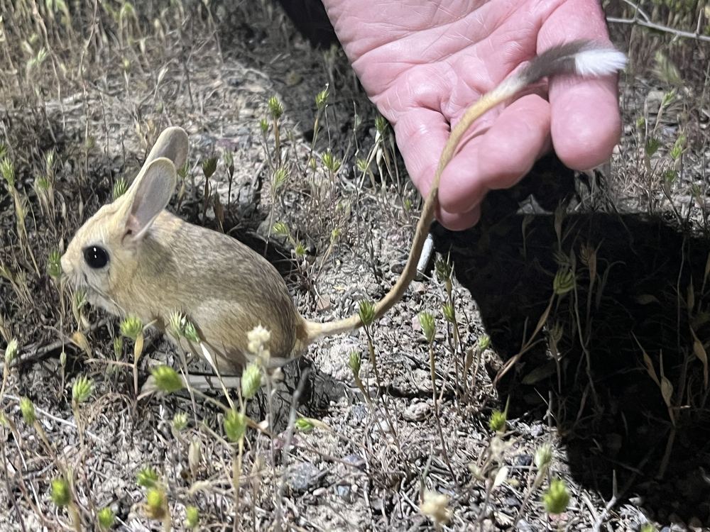 Northern Small Five-toed Jerboa