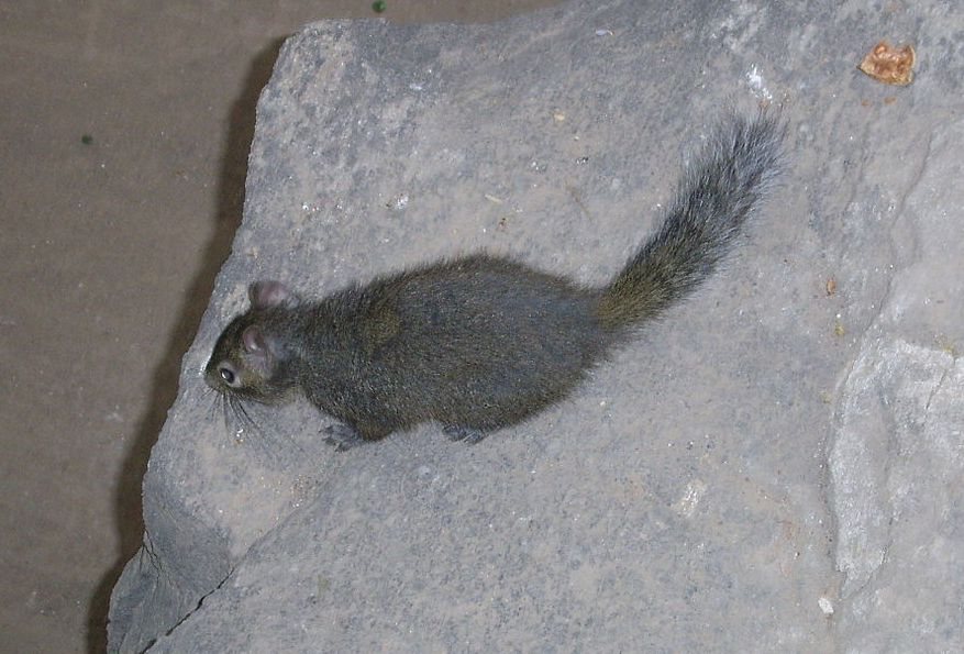Pere David's Rock Squirrel
