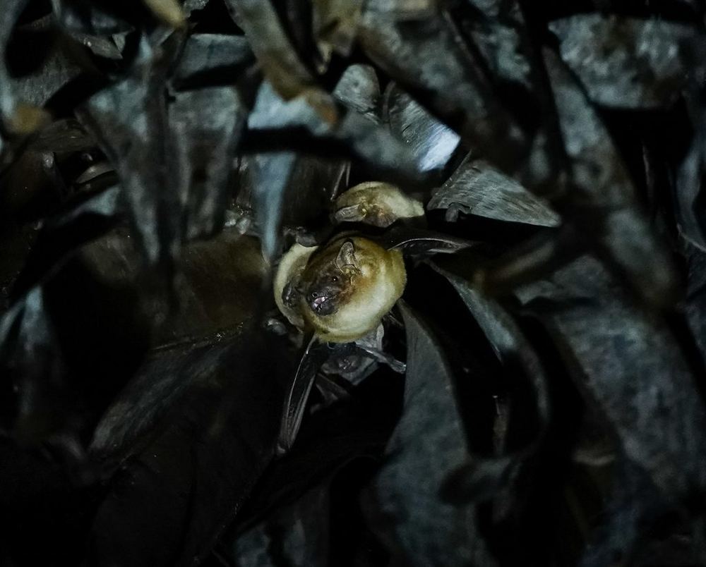 Greater Asian Yellow Bat
