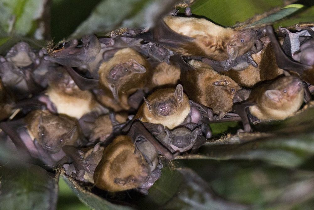 Lesser Asian Yellow Bat