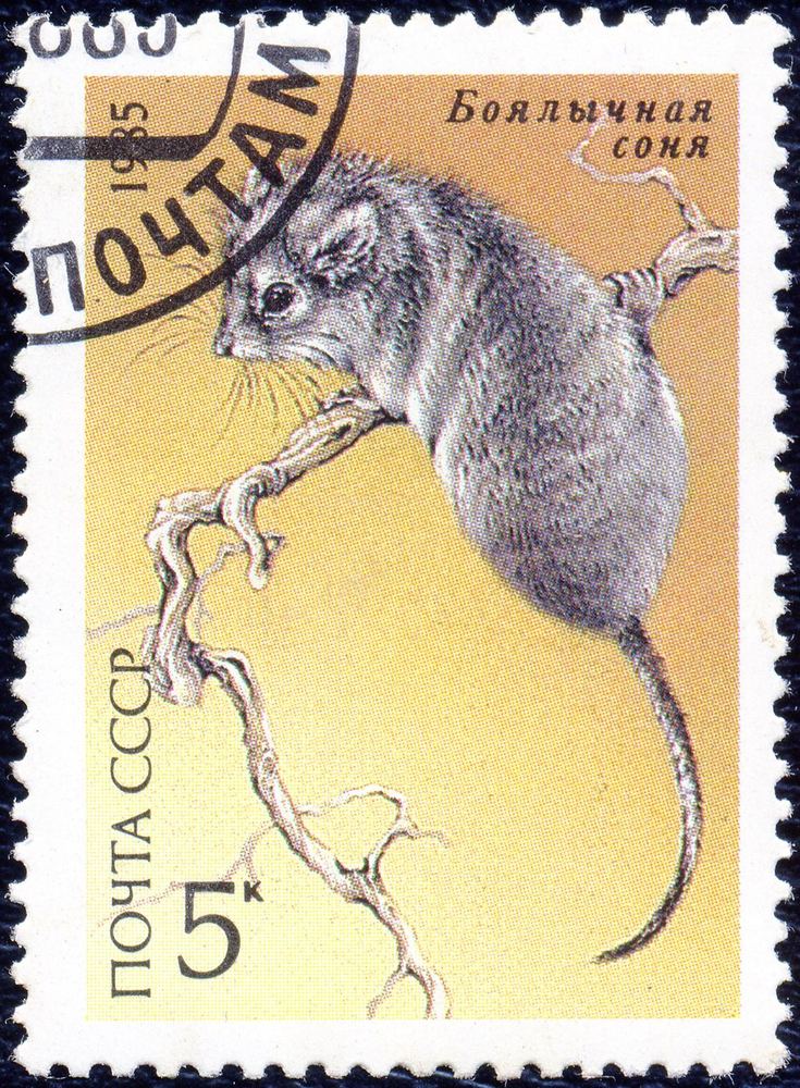 Desert Dormouse