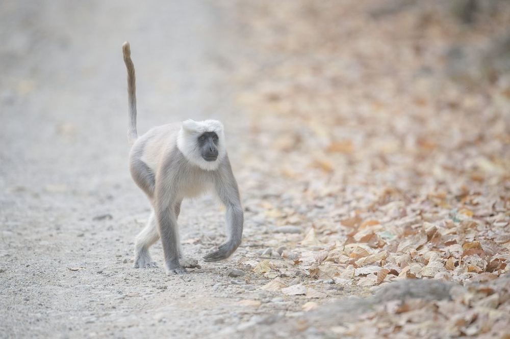 Nepal Grey Langur